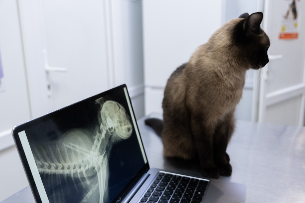 Cat X-ray and OFA radiograph screening in Pierz, MN Siamese cat sitting beside a laptop displaying its skeletal X-ray image in an exam room