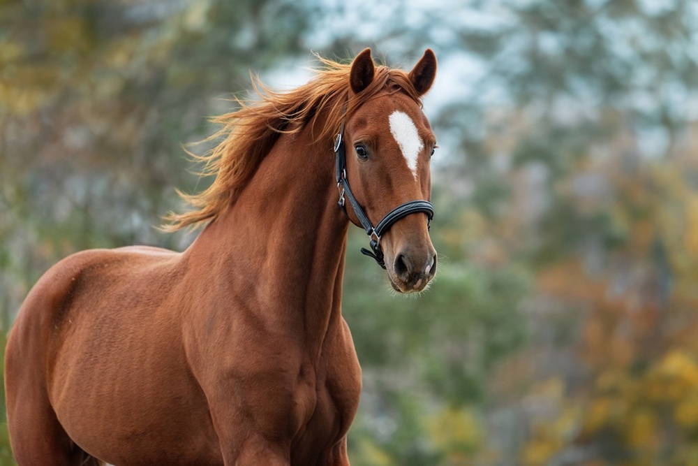 Large animal and equine veterinary services in Pierz, MN Chestnut horse with a flowing mane standing in a wooded outdoor setting