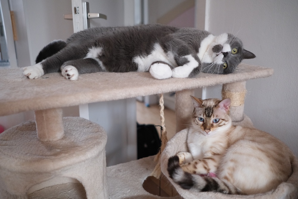 Health certificates and wellness screening for cats in Pierz, MN Grey and white cat stretched out on a cat tree platform beside a spotted cat curled in a bed below