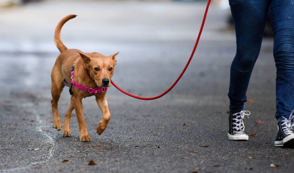 Brown dog walking with owner on leash down the street