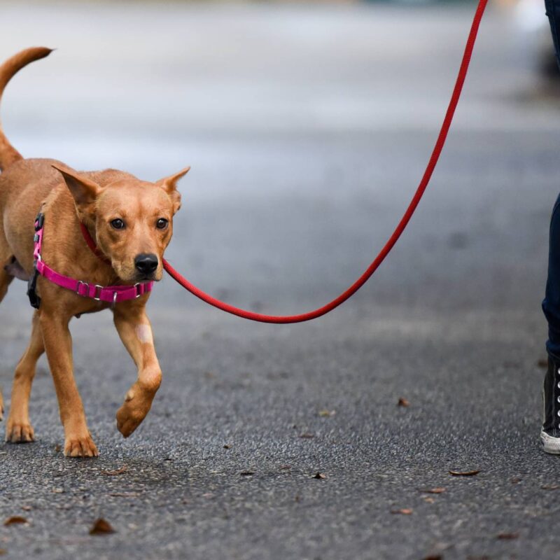 Brown dog walking with owner on leash down the street