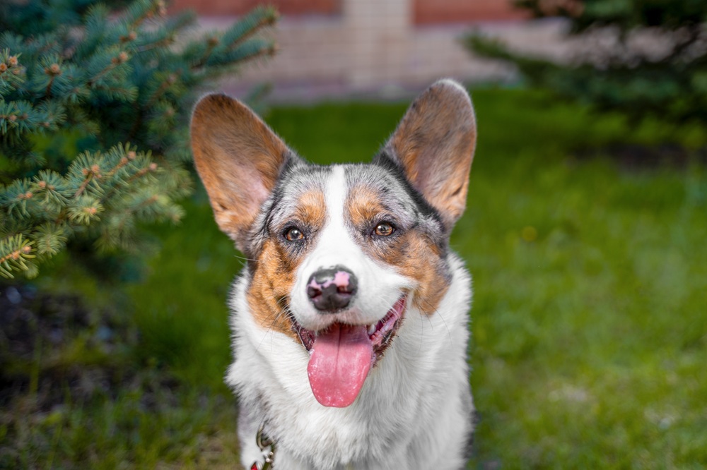 Dog health certificates and travel exams in Pierz, MN Cardigan Welsh Corgi with tongue out standing outdoors near pine trees, wearing a collar with an ID tag