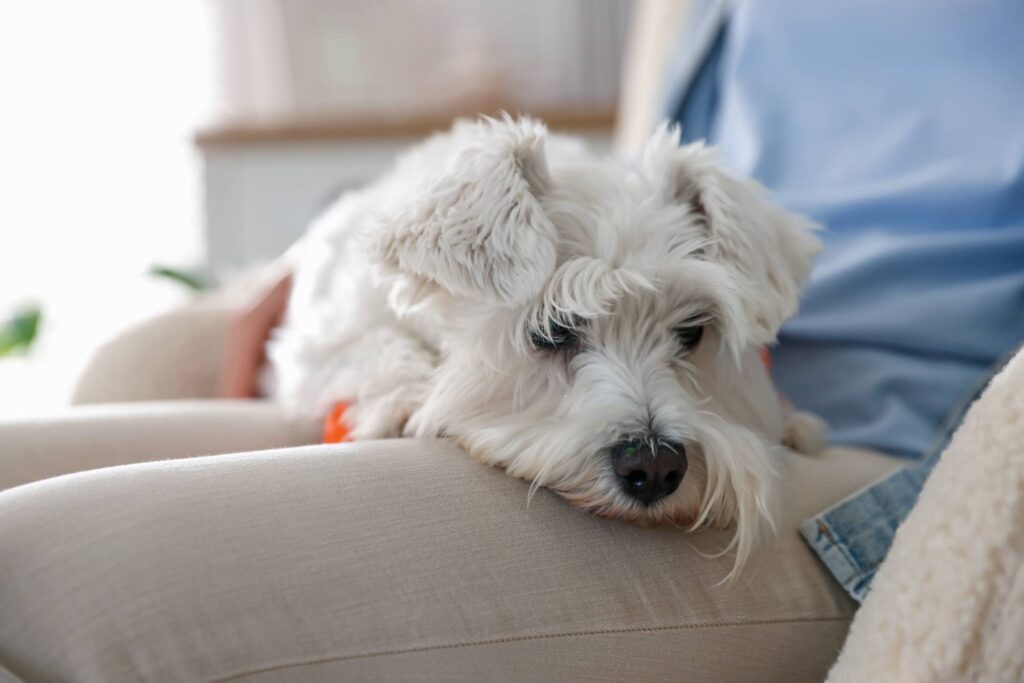 Cute dog resting on owner's knees at home, closeup. Adorable pet