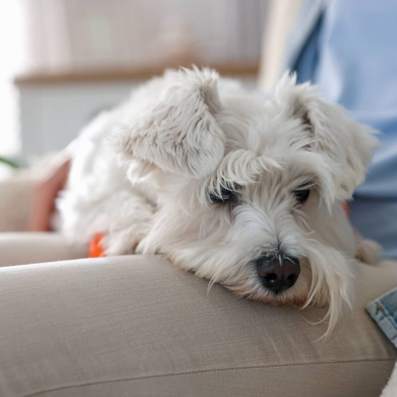 Cute dog resting on owner's knees at home, closeup. Adorable pet