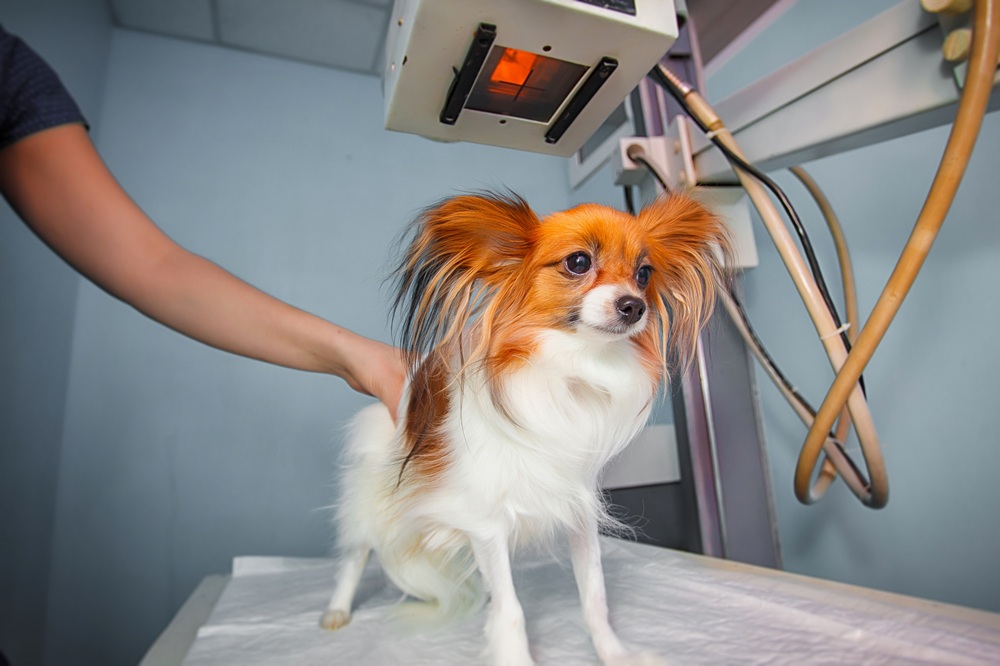 Dog OFA radiograph and X-ray screening in Pierz, MN Papillon dog being positioned under an X-ray machine for a radiograph