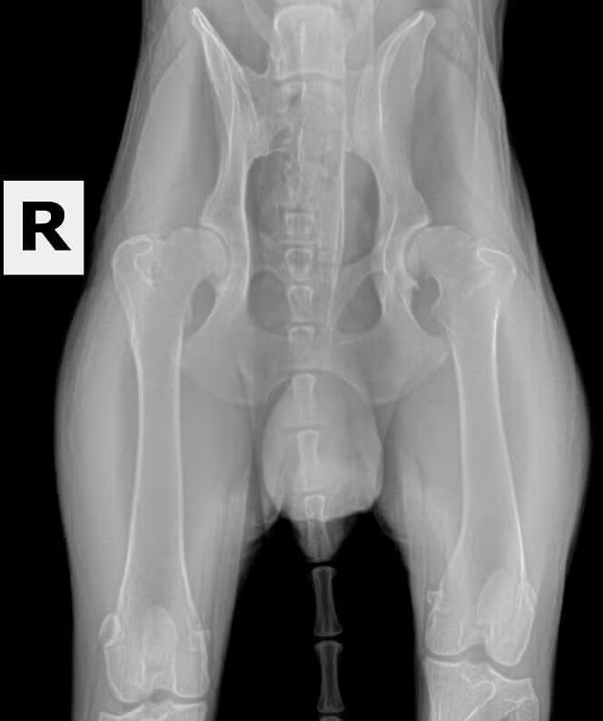 Dysplastic-OFA-Hips