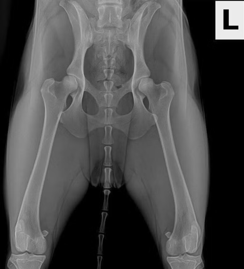 Fair-Hips-Dog-2 (1)