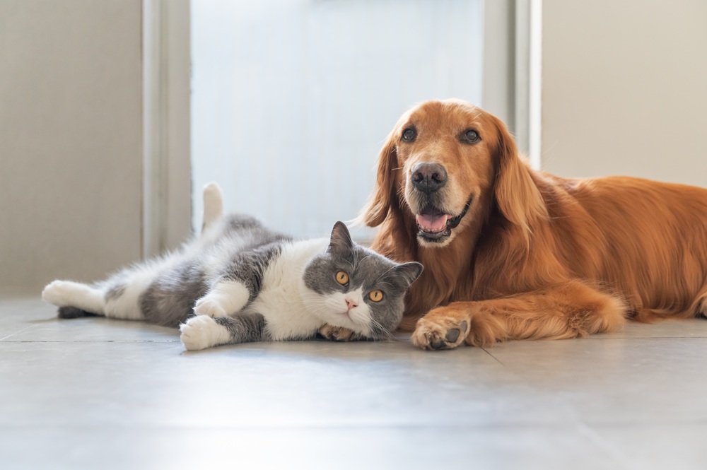 Dog and cat imaging and wellness services in Pierz, MN Grey and white cat lying calmly beside a golden retriever dog indoors