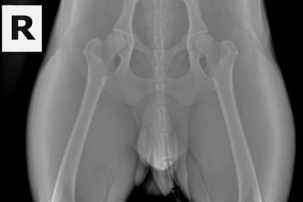 Good-OFA-Hips (2) Good-OFA-Hips (2)