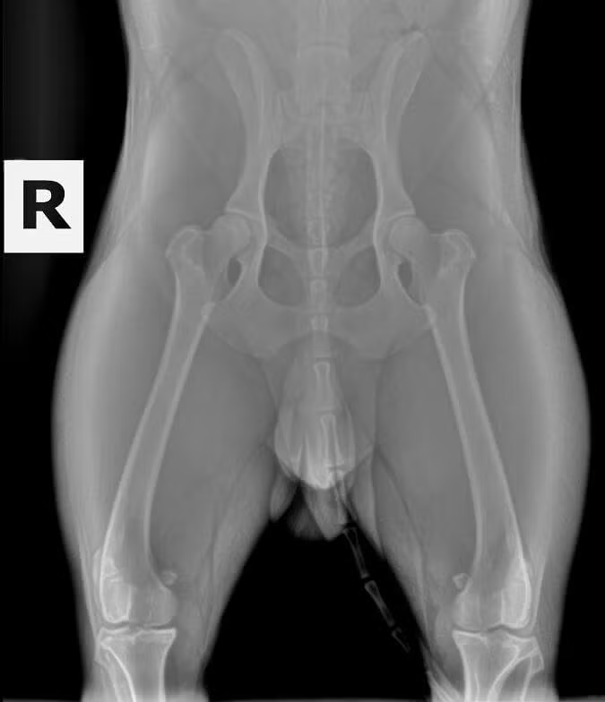 Good-OFA-Hips