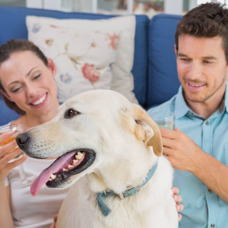 Loving relaxed young couple with wine glasses and pet dog sitting in living room at home