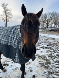 Close-up of a brown horse wearing a plaid turnout blanket in a snowy pasture near Pierz, MN