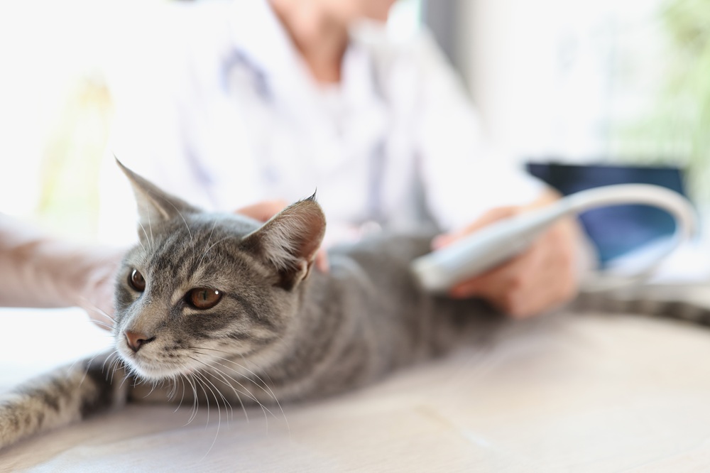 Cat CT and diagnostic imaging in Pierz, MN Grey tabby cat held gently during an exam with a handheld diagnostic device nearby