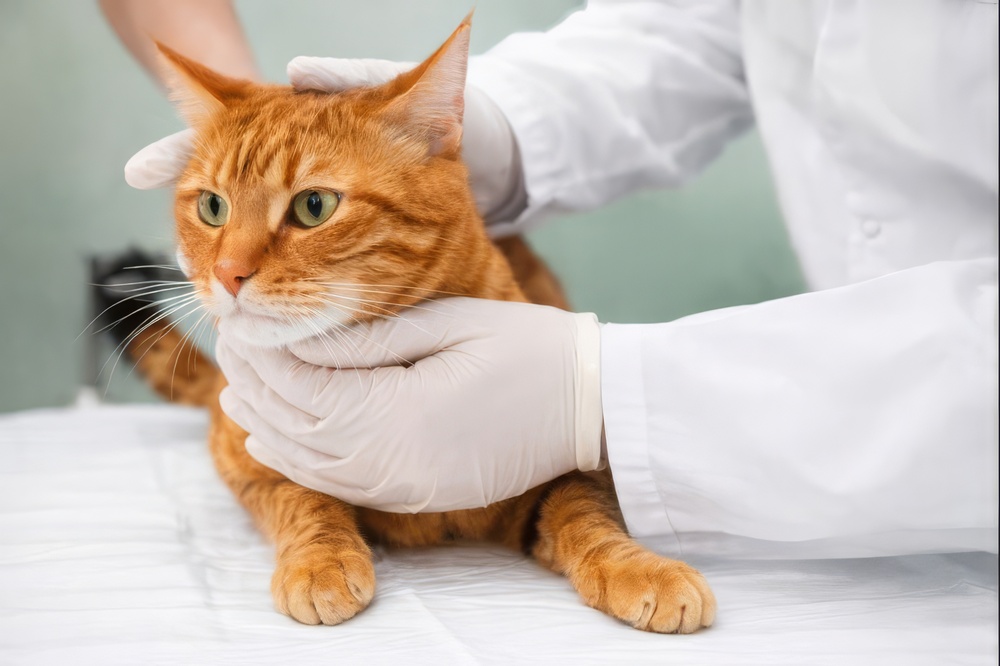 a cat being treated by a veterinarian