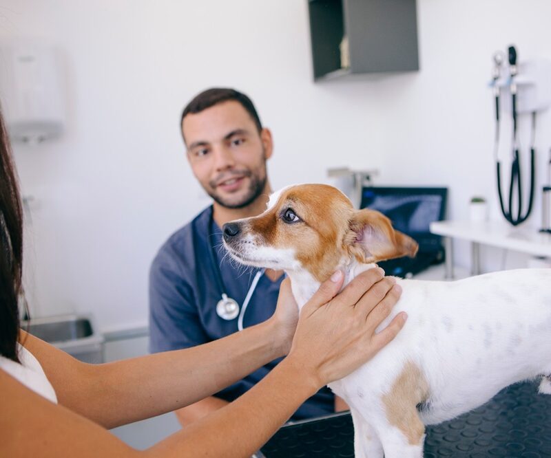 Veterinarian examining a small dog on an exam table while the owner comforts them