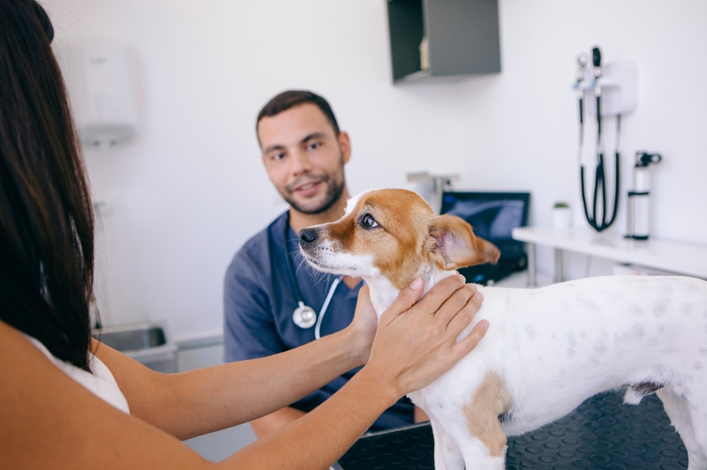 Dog wellness exam and radiograph screening in Pierz, MN Veterinarian examining a small dog on an exam table while the owner comforts them