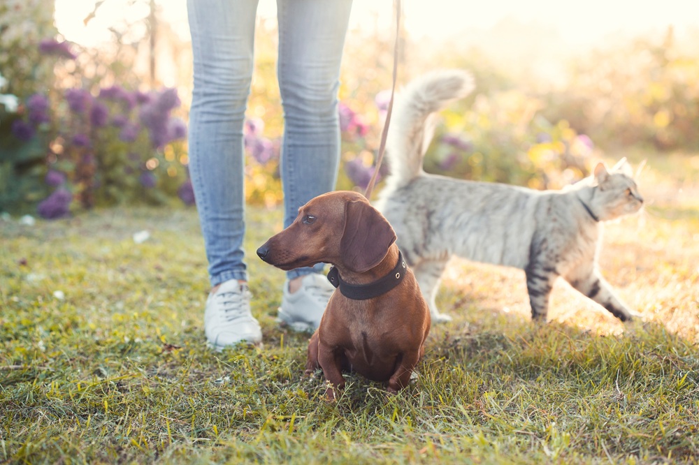 Pet health certificates for dogs and cats in Pierz, MN Dachshund sitting on a leash in a garden while a grey tabby cat on a leash walks behind