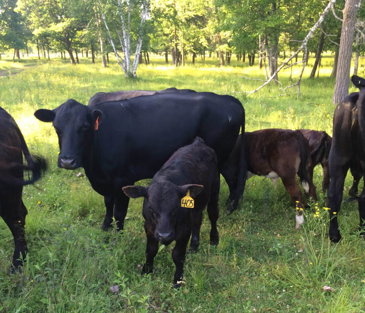 Large animal veterinary care for cattle herds in Pierz, MN Black Angus cow and calf grazing with the herd in a wooded pasture near Pierz, MN